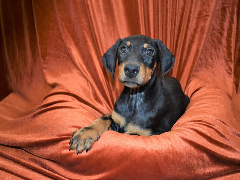 Doberman Pinscher-Male-Black and Rust-3387740-Petland Dunwoody Puppies For Sale