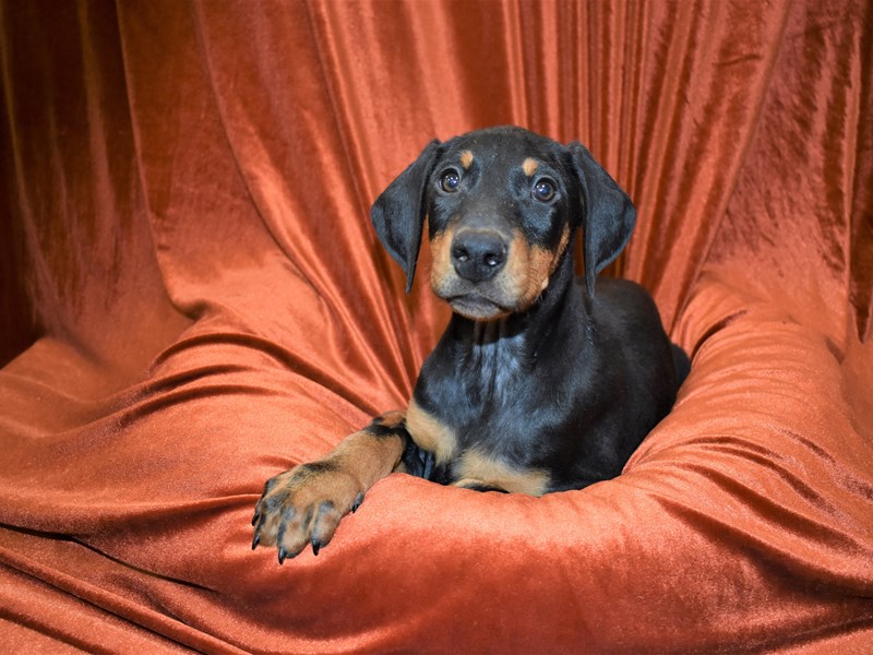 Doberman Pinscher-Male-Black and Rust-3387740-Petland Dunwoody