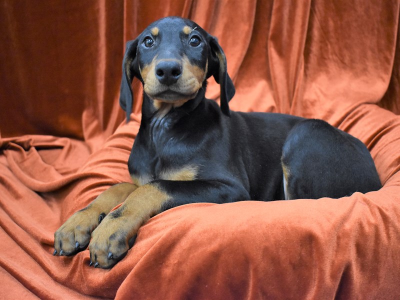 Doberman Pinscher-Male-Black and Rust-3387723-Petland Dunwoody Puppies For Sale