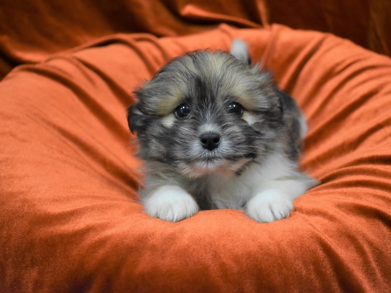 Shih-Pom-Female-Brown and White-3397800-Petland Dunwoody