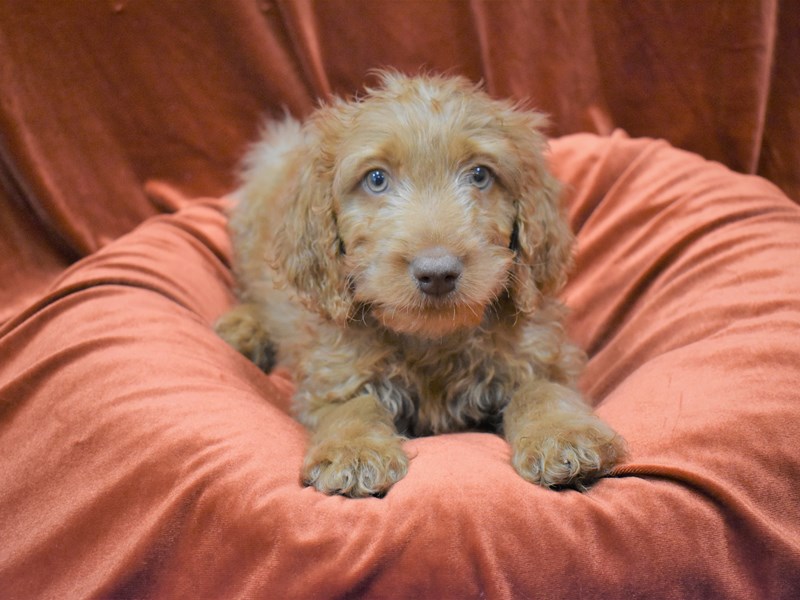 Goldendoodle-Male-Red-3395135-Petland Dunwoody Puppies For Sale