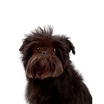 Petland Dunwoody Affenpinscher