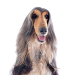 Petland Dunwoody Afghan Hound