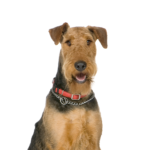 Petland Dunwoody Airedale Terrier