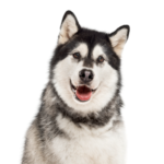 Petland Dunwoody Alaskan Malamute