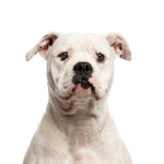 Petland Dunwoody Puppies For Sale American Bulldog