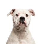 Petland Dunwoody American Bulldog