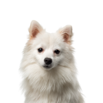 Petland Dunwoody American Eskimo