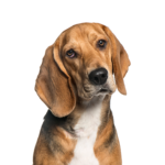 Petland Dunwoody American Foxhound