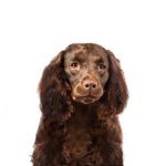 Petland Dunwoody American Water Spaniel