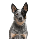 Petland Dunwoody Puppies For Sale Australian Cattle Dog
