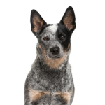 Petland Dunwoody Australian Cattle Dog