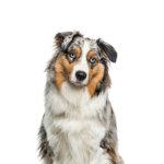 Petland Dunwoody Australian Shepherd