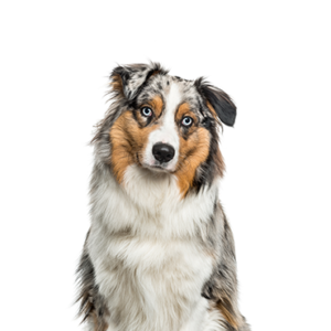 insulator Gentagen Forfølge Australian Shepherd - Petland Dunwoody Puppies For Sale