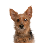 Petland Dunwoody Australian Terrier