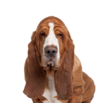 Petland Dunwoody Basset Hound