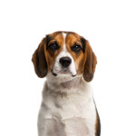 Petland Dunwoody Beagle