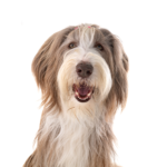 Petland Dunwoody Puppies For Sale Bearded Collie