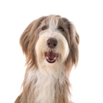 Petland Dunwoody Bearded Collie