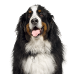 Petland Dunwoody Bernese Mountain Dog