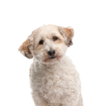 Petland Dunwoody Puppies For Sale Bichon Poo