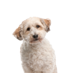 Petland Dunwoody Bichon Poo