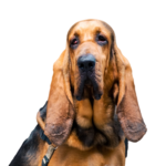 Petland Dunwoody Bloodhound