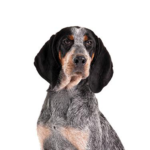 Petland Dunwoody Bluetick Coonhound