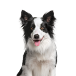 Petland Dunwoody Border Collie