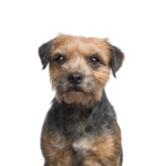 Petland Dunwoody Puppies For Sale Border Terrier