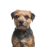 Petland Dunwoody Border Terrier