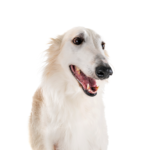 Petland Dunwoody Borzoi