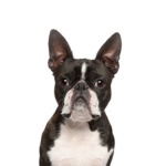 Petland Dunwoody Boston Terrier