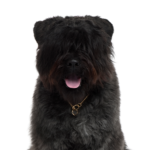 Petland Dunwoody Bouvier des Flandres