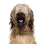 Petland Dunwoody Briard