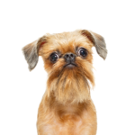 Petland Dunwoody Puppies For Sale Brussels Griffon