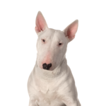 Petland Dunwoody Bull Terrier