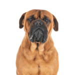 Petland Dunwoody Bullmastiff