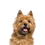 Petland Dunwoody Puppies For Sale Cairn Terrier