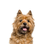 Petland Dunwoody Cairn Terrier