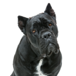 Petland Dunwoody Cane Corso