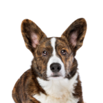 Petland Dunwoody Cardigan Welsh Corgi