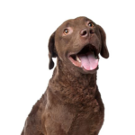 Petland Dunwoody Chesapeake Bay Retriever