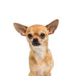 Petland Dunwoody Chihuahua