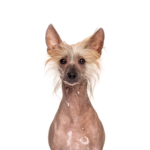 Petland Dunwoody Puppies For Sale Chinese Crested
