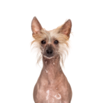 Petland Dunwoody Chinese Crested