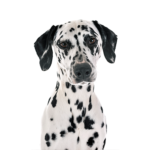 Petland Dunwoody Dalmatian