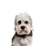 Petland Dunwoody Puppies For Sale Dandie Dinmont Terrier