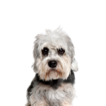 Petland Dunwoody Dandie Dinmont Terrier