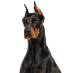 Petland Dunwoody Doberman Pinscher